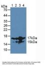 Non-Histone Chromosomal Protein HMG-17 (HMGN2) Antibody