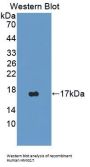 Non-Histone Chromosomal Protein HMG-17 (HMGN2) Antibody