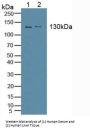 Alanine Aminopeptidase (AAP) Antibody