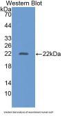 Alanine Aminopeptidase (AAP) Antibody