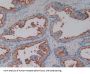 Alanine Aminopeptidase (AAP) Antibody