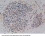 Alanine Aminopeptidase (AAP) Antibody