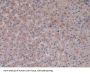 Alanine Aminopeptidase (AAP) Antibody