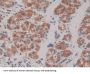 Rap Guanine Nucleotide Exchange Factor 1 (RAPGEF1) Antibody