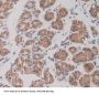 Rap Guanine Nucleotide Exchange Factor 1 (RAPGEF1) Antibody
