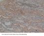 Calumenin (CALU) Antibody