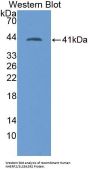 Na(+)/H(+) Exchange Regulatory Cofactor NHE-RF2 / SLC9A3R2 (NHERF2) Antibody