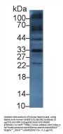 Na(+)/H(+) Exchange Regulatory Cofactor NHE-RF2 / SLC9A3R2 (NHERF2) Antibody