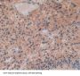 Interleukin 29 (IL29) Antibody