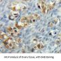 Induced Myeloid Leukemia Cell Differentiation Protein (MCL1) Antibody