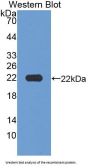 Microfibrillar Associated Protein 2 (MFAP2) Antibody