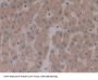 Microfibrillar Associated Protein 2 (MFAP2) Antibody