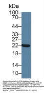Crystallin Alpha B (CRYaB) Antibody