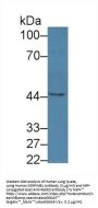 Leukocyte Elastase Inhibitor (SERPINB1) Antibody
