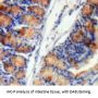 Leukocyte Elastase Inhibitor (SERPINB1) Antibody