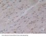5'-Nucleotidase, Cytosolic III (NT5C3) Antibody