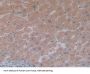5'-Nucleotidase, Cytosolic III (NT5C3) Antibody