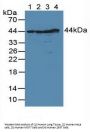 DNA Fragmentation Factor Subunit Alpha (DFFa) Antibody