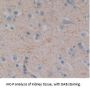Tomoregulin (TR) Antibody