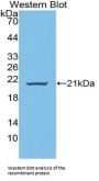 Protein Wnt-11 (WNT11) Antibody