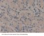 Protein Wnt-11 (WNT11) Antibody