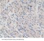 Protein Wnt-11 (WNT11) Antibody