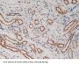 Creatine Kinase, Mitochondrial 1A (CKMT1A) Antibody