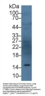 Angiogenin (ANG) Antibody
