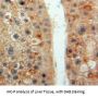 Insulin Like Growth Factor 1 (IGF1) Antibody