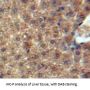 Monocyte Chemotactic Protein 3 (MCP3) Antibody