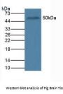 POU Class 5 Homeobox 1 / OCT4 (POU5F1) Antibody