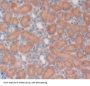 POU Class 5 Homeobox 1 / OCT4 (POU5F1) Antibody