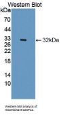 Caspase 14 (CASP14) Antibody