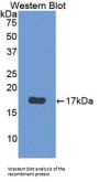 Parathyroid Hormone Receptor 2 (PTHR2) Antibody