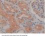 Glutamyl Aminopeptidase (GluAP) Antibody