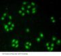 Nucleoporin 50 kDa (NUP50) Antibody