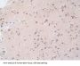 Nucleoporin 50 kDa (NUP50) Antibody