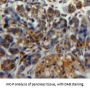 Protein Disulfide Isomerase A2 (PDIA2) Antibody