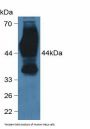 Basigin (BSG) Antibody