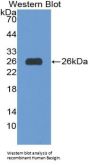 Basigin (BSG) Antibody