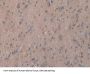 Basigin (BSG) Antibody