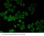 Basigin (BSG) Antibody