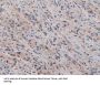 Basigin (BSG) Antibody