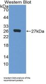 MAP Kinase-Activated Protein Kinase 3 (MAPKAPK3) Antibody