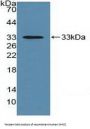HLA Class I Histocompatibility Antigen, C Alpha Chain (HLA-C) Antibody