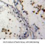 Nucleoporin 62 kDa (NUP62) Antibody