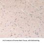 Adhesion Regulating Molecule 1 (ADRM1) Antibody