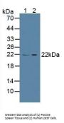 Calcyphosine (CAPS) Antibody