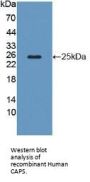 Calcyphosine (CAPS) Antibody
