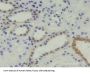 Calcyphosine (CAPS) Antibody